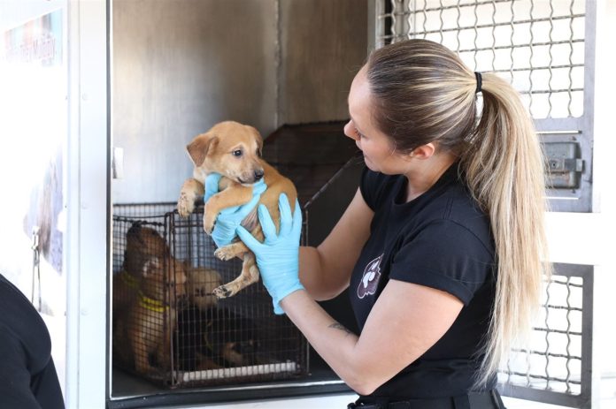 San Antonio Animal Shelters