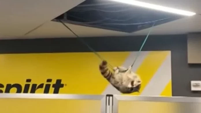 Raccoon Spirit Airlines