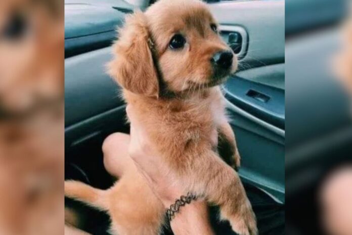 Having a pet is not just a part-time responsibility. It’s a lifetime promise