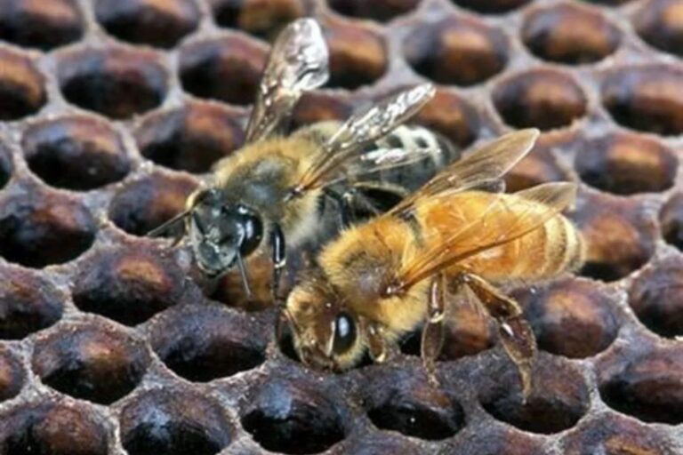 ‘Killer Bees’ Spread Across U.S., Pose Growing Threat in San Antonio