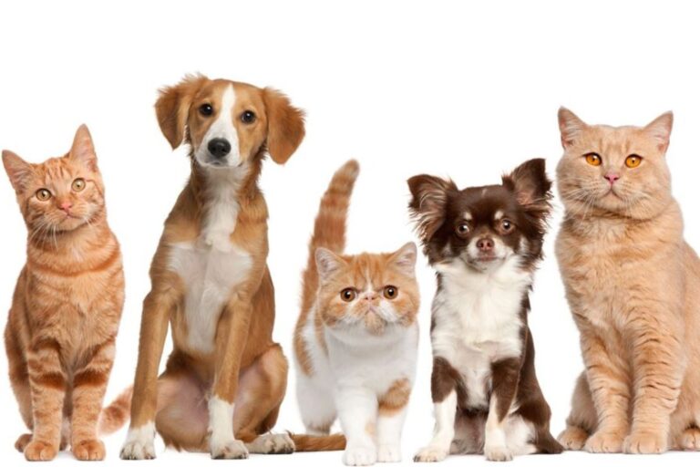 San Antonio Animal Care Services Hosts $0 Adoption Event to Reach 90% Goal