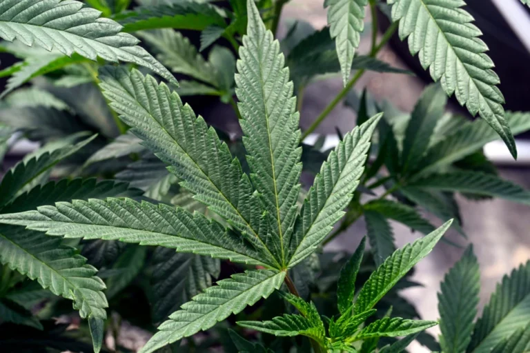 Marijuana plants are seen at a growing facility in Washington County, N.Y., May 12, 2023. (AP Photo/Hans Pennink, File)