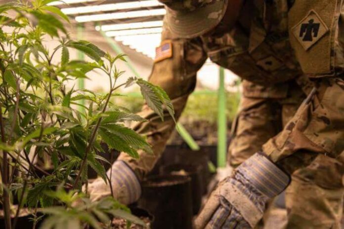 An Oklahoma Army National Guard Soldier pulls illegally grown marijuana plants out of their pots in Kay County, Oklahoma, Sept. 28, 2022. (Oklahoma National Guard photo by Spc. Haden Tolbert)