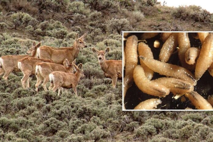 New World Screwworm Returns to Texas, Raising Concerns for Ranchers and Consumers