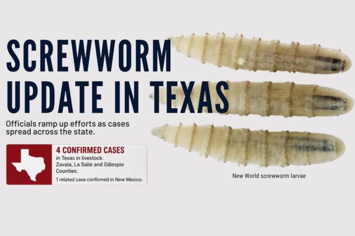 Texas Expands Response Efforts as New World Screwworm Cases Rise