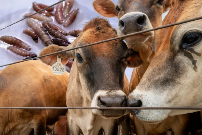 Politics U.S. confirms second Texas screwworm case, Canada restricts livestock imports