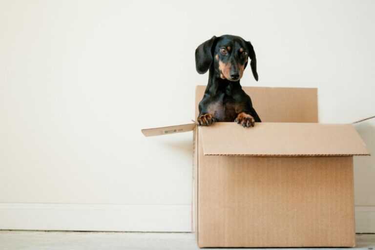 Interstate Moving Companies
